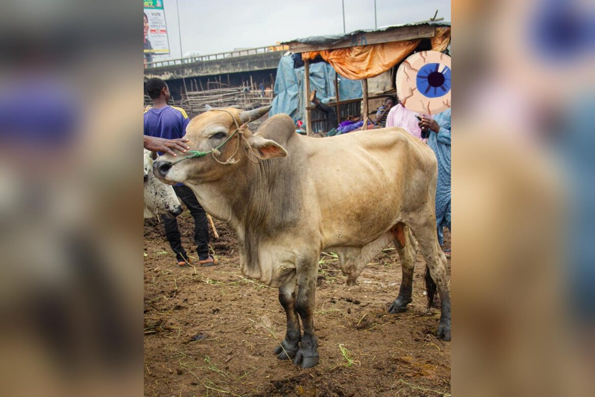 How to Choose a Healthy Cow: A Practical Buyer's Guide
